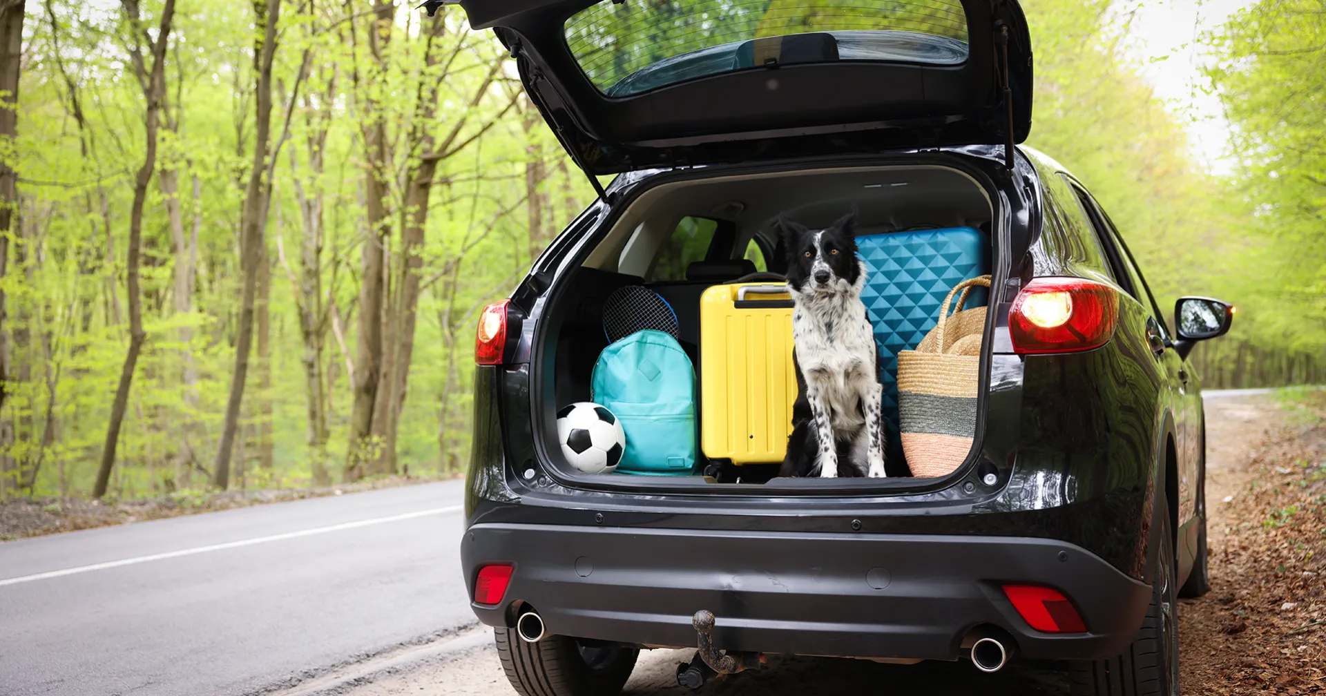 Autovakantie; in een bosrijke omgeving staat de achterklep van auto open en staan er koffers, tassen, een bal en hond in.